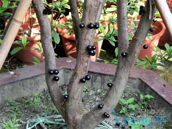 嘉宝果种植技术 嘉宝果种植技术