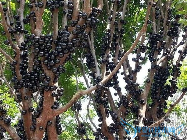 嘉宝果种植技术 嘉宝果种植技术