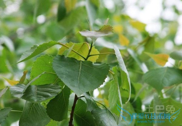 杨树品种 杨树品种