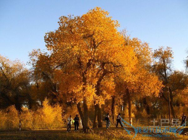 杨树品种 杨树品种
