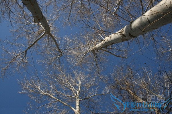 杨树品种 杨树品种