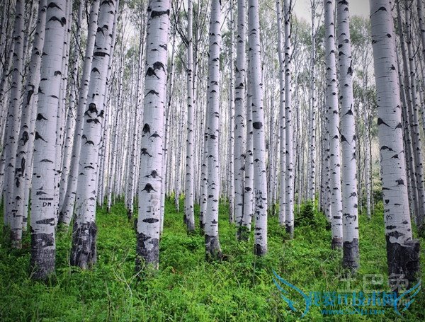 杨树品种 杨树品种