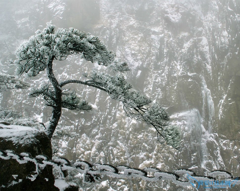 黄山松精神 黄山松精神