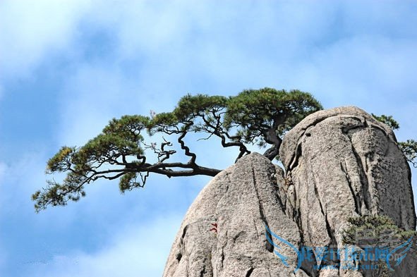 黄山松精神 黄山松精神