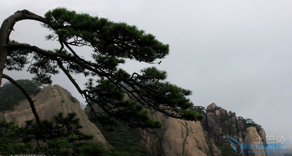 黄山松精神 黄山松精神