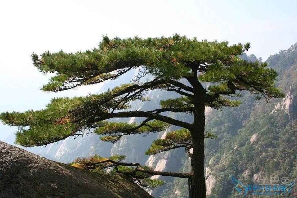 黄山松精神 黄山松精神