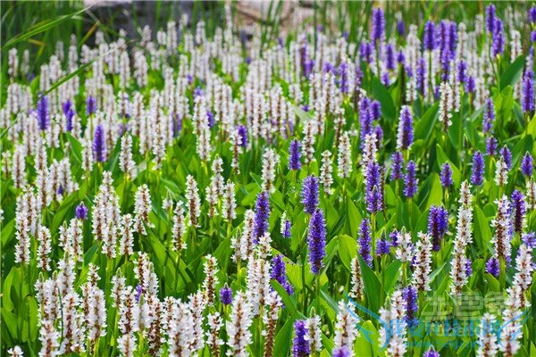 湿地植物图片