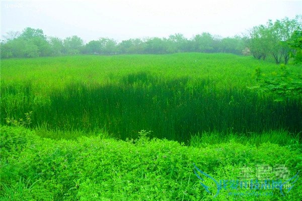 湿地植物图片