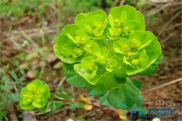 断肠草的功效与作用