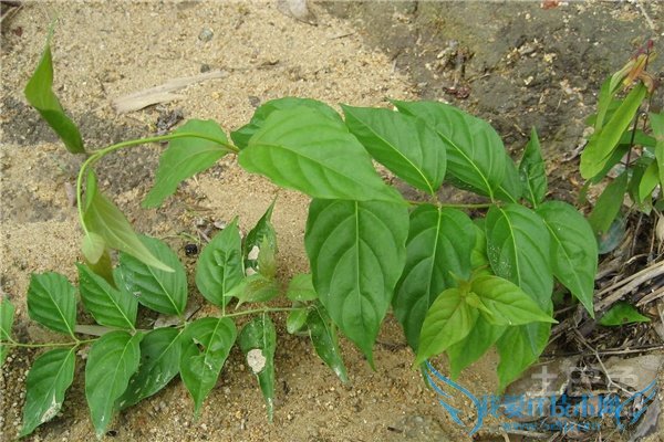 断肠草的功效与作用