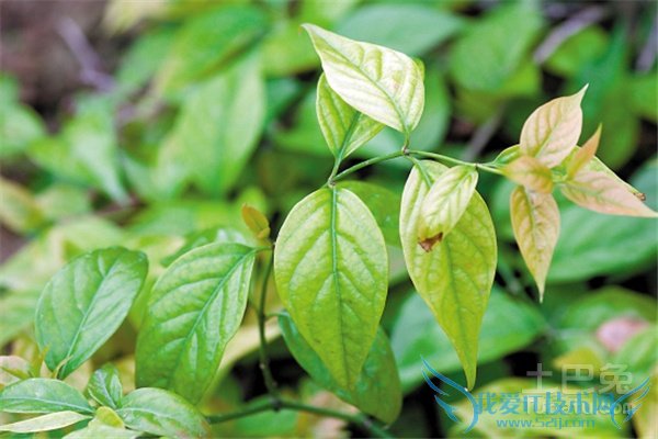 断肠草的功效与作用