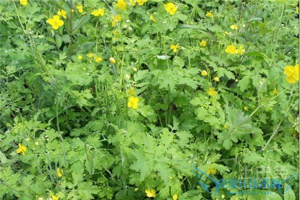 断肠草的功效与作用