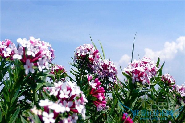 断肠草的功效与作用