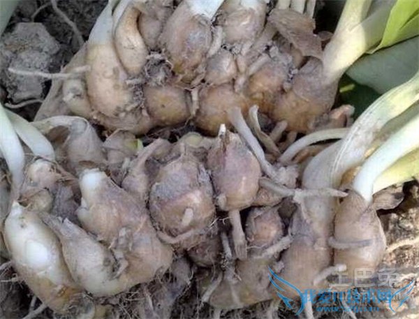 山奈图片 山奈图片