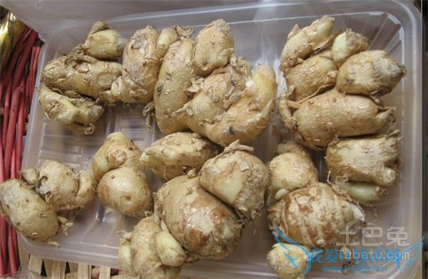 山奈图片 山奈图片