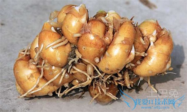 山奈图片 山奈图片