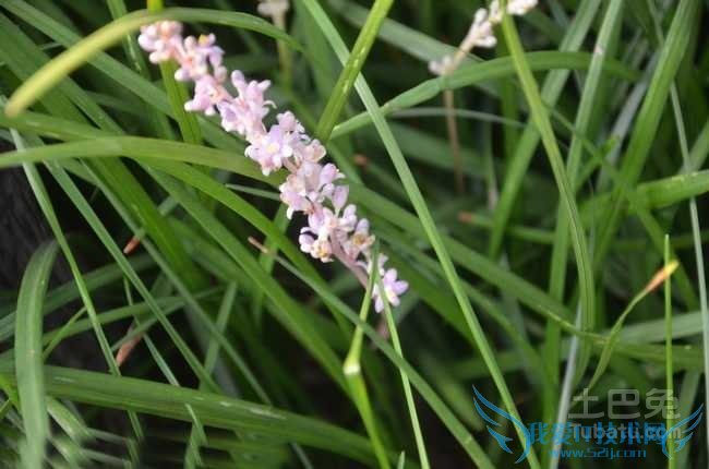 麦冬图片 麦冬图片