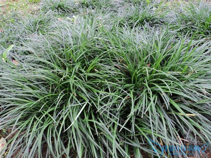 麦冬图片 麦冬图片