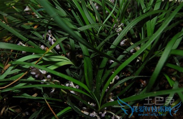 麦冬图片 麦冬图片