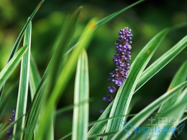 麦冬图片 麦冬图片