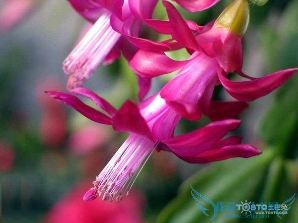 зצļ޽ӷ ȷзצ޽Ӽɷ