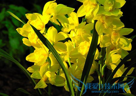 兰花怎么养 君子兰 蝴蝶兰 兰花草养殖大全