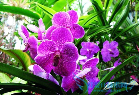 兰花怎么养 君子兰 蝴蝶兰 兰花草养殖大全