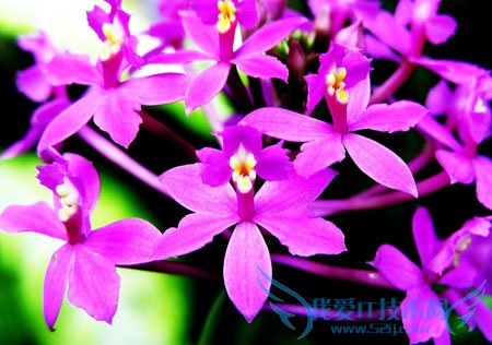 兰花怎么养 君子兰 蝴蝶兰 兰花草养殖大全