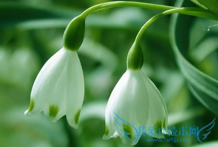 兰花怎么养 君子兰 蝴蝶兰 兰花草养殖大全