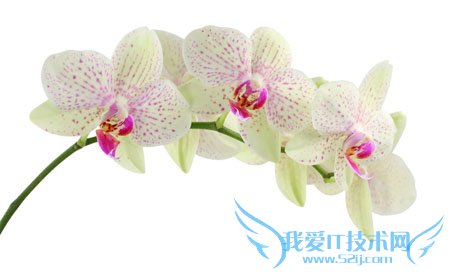 兰花怎么养 君子兰 蝴蝶兰 兰花草养殖大全