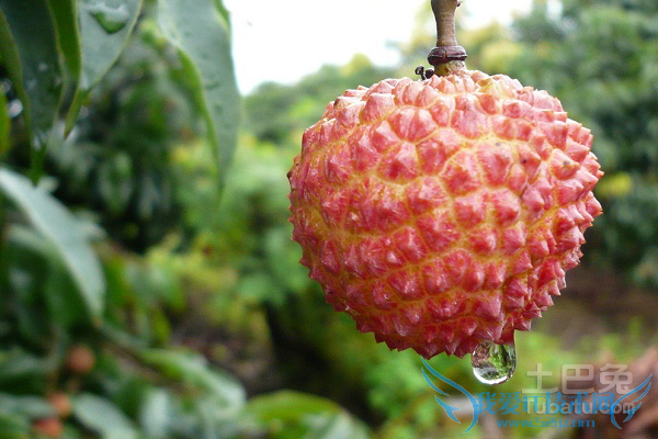 妃子笑荔枝的价格