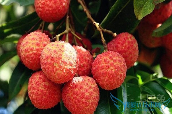 妃子笑荔枝的价格