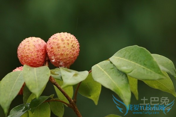 妃子笑荔枝的价格