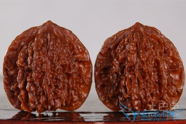 麻核桃树苗嫁接 麻核桃树苗嫁接