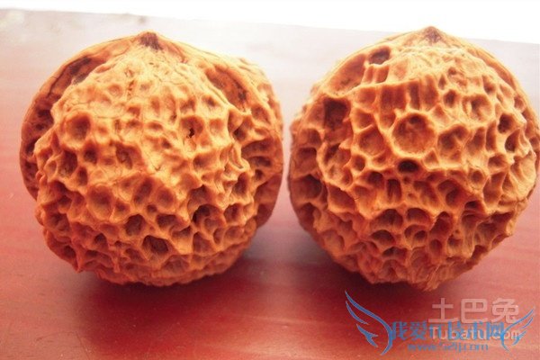 麻核桃树苗嫁接 麻核桃树苗嫁接