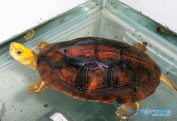 云南闭壳龟 云南闭壳龟