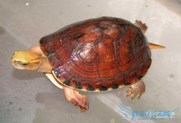 云南闭壳龟 云南闭壳龟