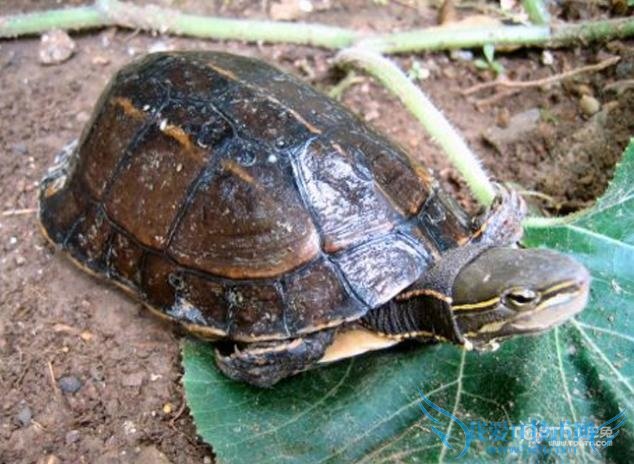 云南闭壳龟 云南闭壳龟