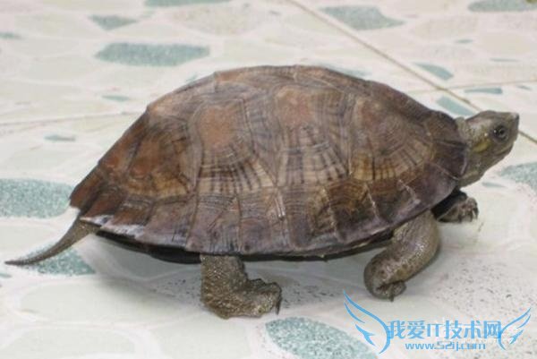 云南闭壳龟 云南闭壳龟