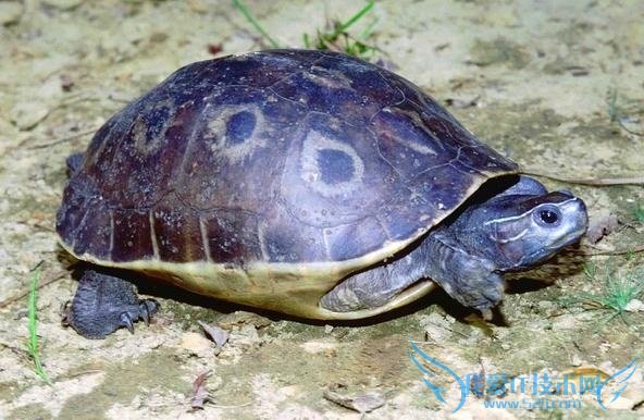 云南闭壳龟 云南闭壳龟