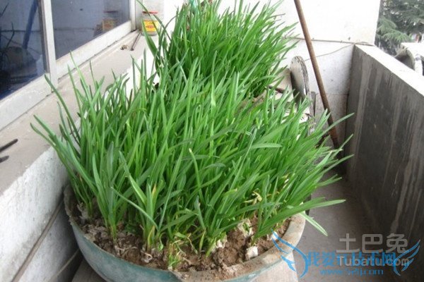 蒜苗的种植方法