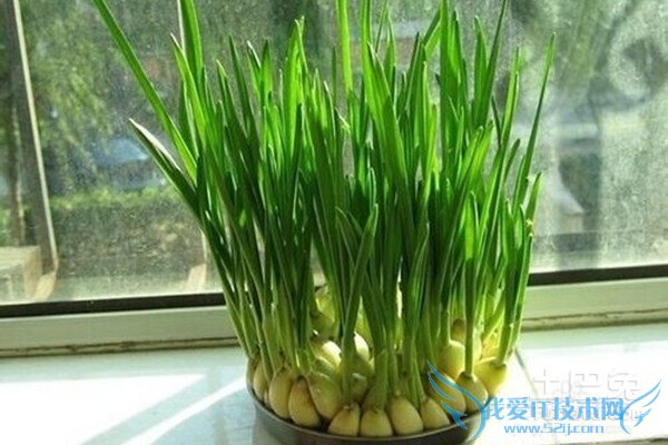 蒜苗的种植方法