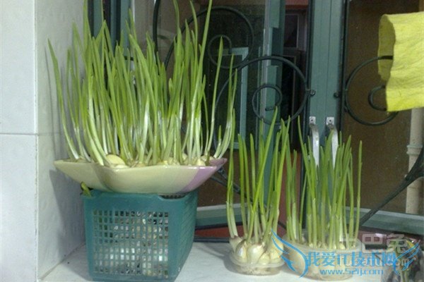 蒜苗的种植方法