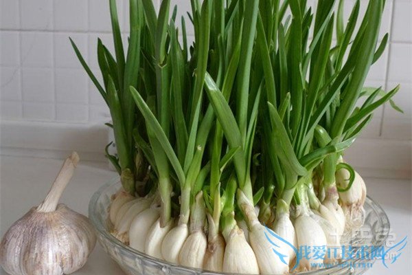 蒜苗的种植方法