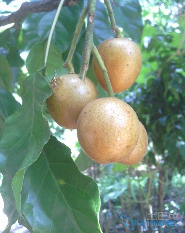 黄皮种植 黄皮种植