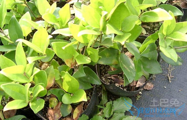 金森女贞和金叶女贞的区别 金森女贞和金叶女贞的区别