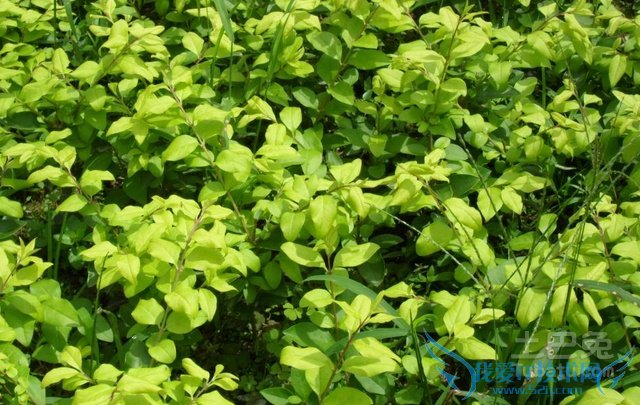 金森女贞和金叶女贞的区别 金森女贞和金叶女贞的区别