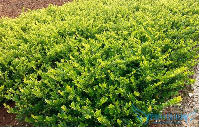 金森女贞和金叶女贞的区别 金森女贞和金叶女贞的区别