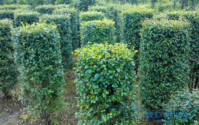 金森女贞和金叶女贞的区别 金森女贞和金叶女贞的区别