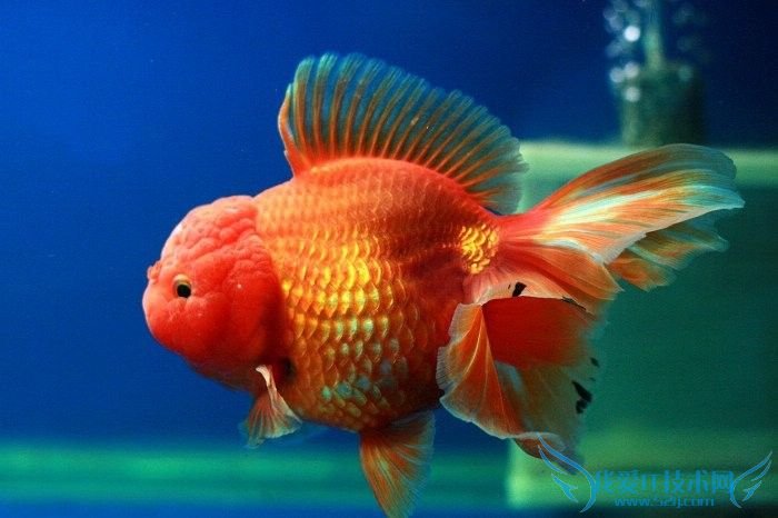 狮子头金鱼怎么养? 牛人经验秘笈汇总